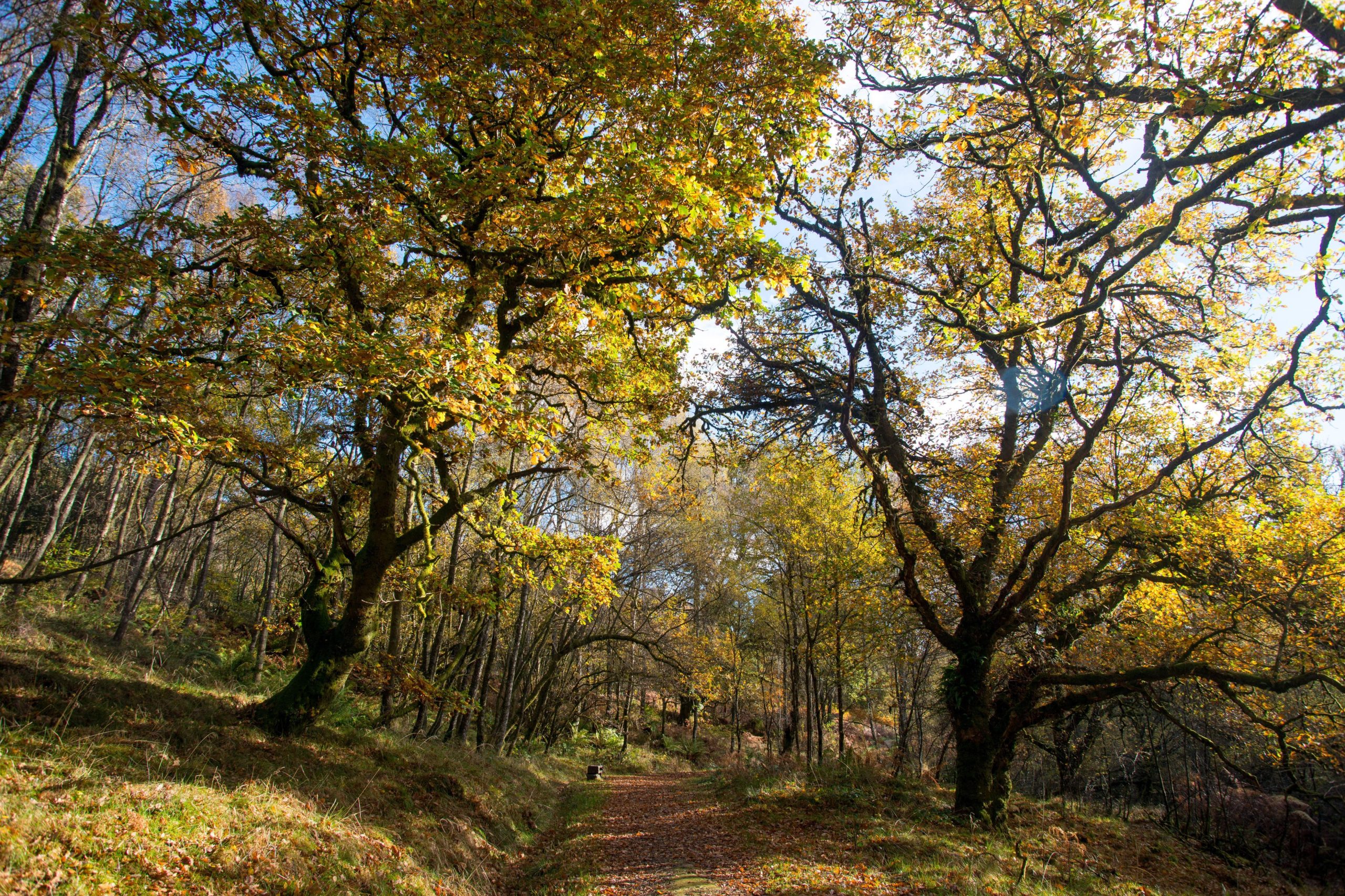 Natural resources including woodlands play a vital role in the economy