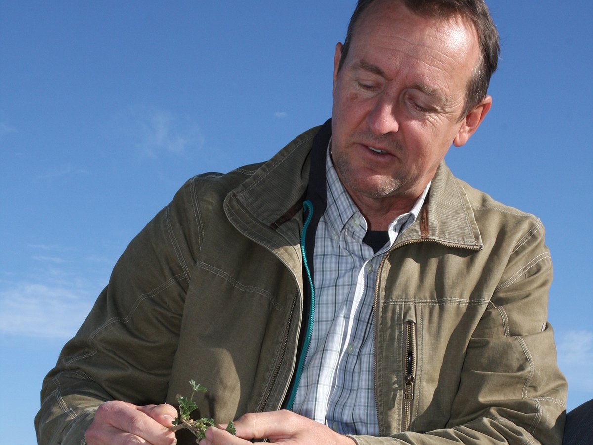 Spray application specialist Tom Wolf looks at some crop in a field.