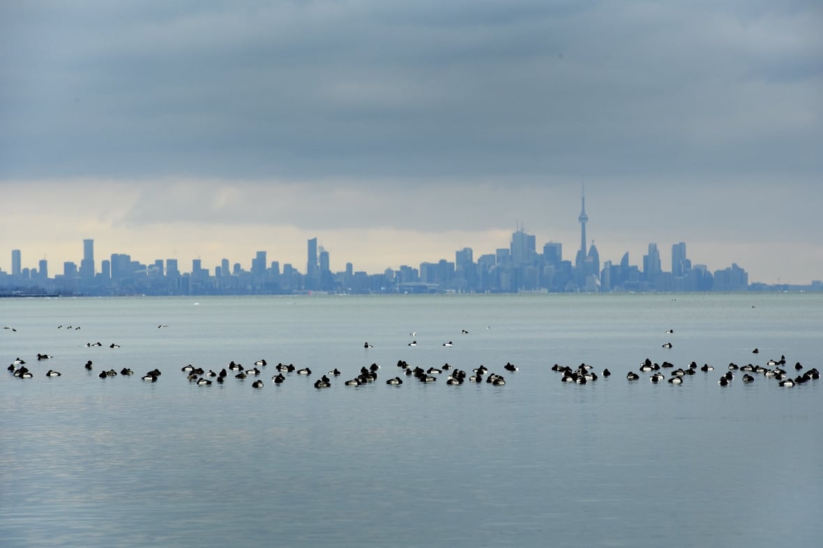 Birds swim in the waters of Lake Ontario overlooking the city of Toronto skyline in Mississauga, Ont., Thursday, Jan. 24, 2019. THE CANADIAN PRESS/Nathan Denette